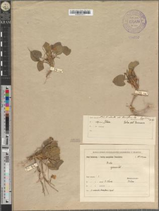 Viola odorata L. var. breviflora Zapał.
