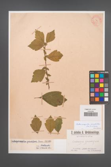 Crataemespilus grandiflora [KOR 1160]
