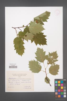 Crataegus chlorosarca [KOR 44999]