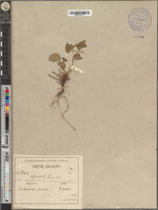 Viola arenaria DC. var. sandomiriensis Zapał.