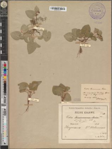 Viola silvestris (Lam. p.p.) Reichb. var. longiflora Zapał.