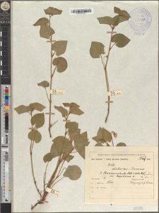 Viola dubia Wiesb. var. leopoliensis Zapał.