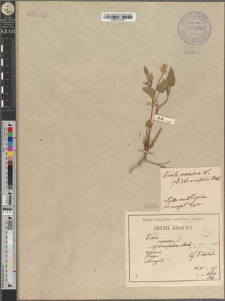 Viola canina L. var. lucorum Reichb. fo. transitoria Zapał.