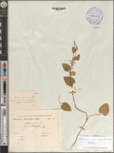 Viola canina L. var. cardiophylla Zapał.