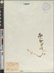 Viola declinata Waldst. et Kitaib. fo. pocutomarmarosiensis Zapał.
