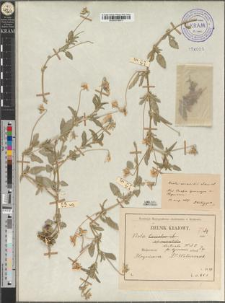 Viola declinata Waldst. et Kitaib. fo. hryniavensis Zapał.