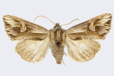 Actinotia polyodon