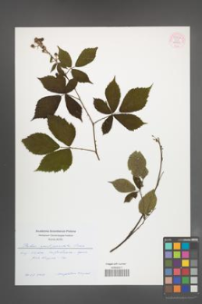 Rubus angustipaniculatus [KOR 55422]