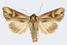 Actinotia polyodon