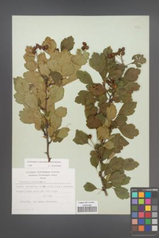 Crataegus laevigata [KOR 48393]