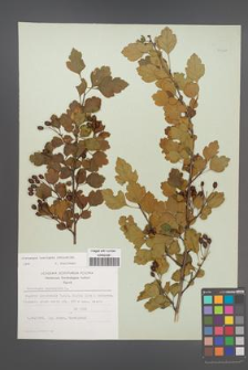 Crataegus laevigata [KOR 48397]