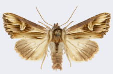 Actinotia polyodon