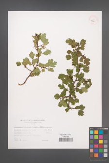 Crataegus laevigata [KOR 39711]