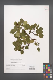 Crataegus laevigata [KOR 39596]