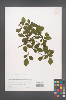 Crataegus laevigata [KOR 39437]