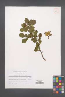 Crataegus laevigata [KOR 39444]