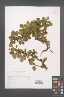 Crataegus laevigata [KOR 39712]