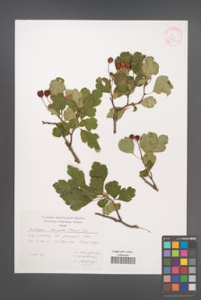 Crataegus laevigata [KOR 29391]