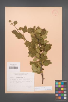 Crataegus laevigata [KOR 22846]