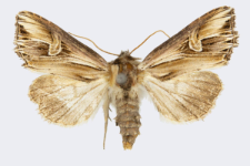 Actinotia polyodon