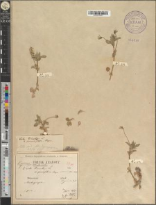 Viola arvensis Murr. fo. rosulans Zapał.