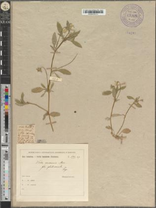 Viola arvensis Murr. fo. glabriuscula Zapał.