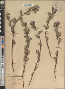 Salix aurita L. var. substylaris Zapał.