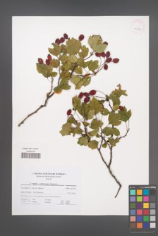 Crataegus ×macrocarpa [KOR 41698]
