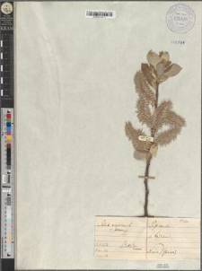 Salix caprea L. var. divisa Zapał.
