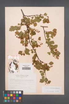 Crataegus ×macrocarpa [KOR 48663]