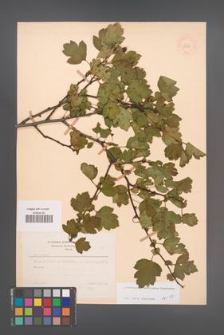 Crataegus ×macrocarpa [KOR 48660]