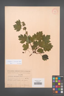 Crataegus ×macrocarpa [KOR 1826]