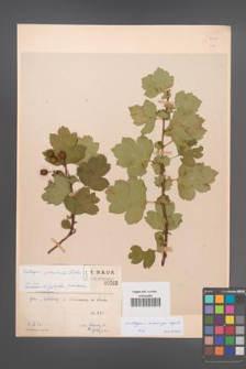 Crataegus ×macrocarpa [KOR 55406]
