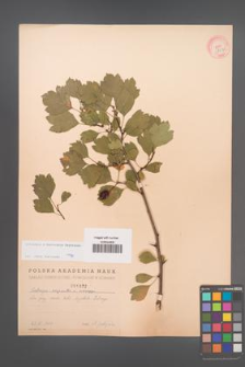 Crataegus ×macrocarpa [KOR 1822]