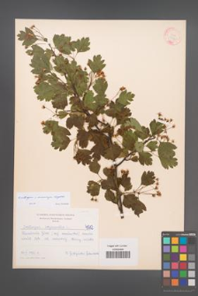 Crataegus ×macrocarpa [KOR 4512]