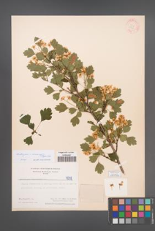 Crataegus ×macrocarpa [KOR 4508]