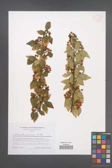 Cotoneaster boisianus [KOR 53999]