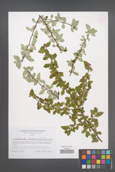 Cotoneaster dielsianus [KOR 53998]