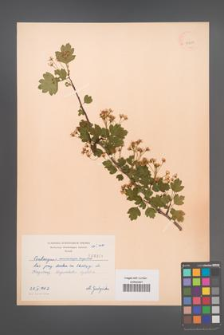 Crataegus ×macrocarpa [KOR 3301]