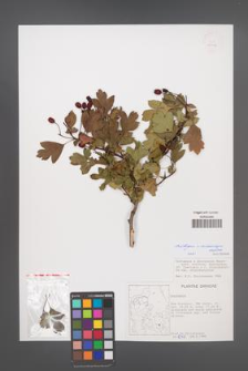 Crataegus ×macrocarpa [KOR 38033]