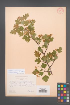 Crataegus ×macrocarpa [KOR 3309]
