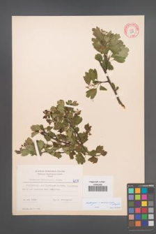 Crataegus ×macrocarpa [KOR 6079]