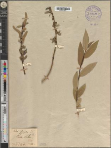 Salix fragilis L. fo. comosa Zapał.