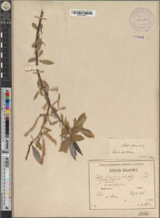 Salix fragilis × alba Wimm. var. excelsior (Host) Wimm. fo. barbata Zapał.