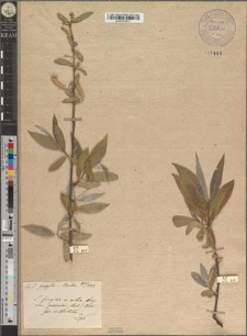 Salix fragilis × alba Wimm. var. palustris (Host) Wimm. fo. subbarbata Zapał.