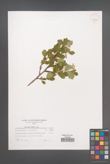 Crataegus ×media [KOR 39408]