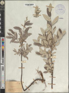 Salix Lapponum fo. elliptica Zapał.