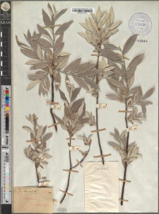 Salix Lapponum fo. lanceolata Zapał.