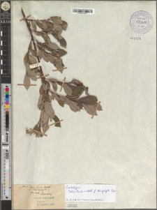 Salix livida Wahlenb. var. stenophylla Zapał.