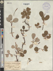 Salix reticulata L. fo. obovata Zapał.